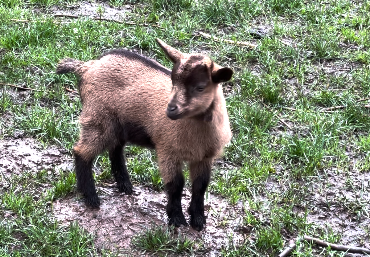 Wildpark Schloss Tambach